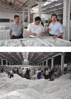 蘇豪股份富安繭絲綢公司6月5號(hào)開始春繭收購