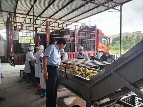 學黨史 辦實事 我校農產品加工科技服務團隊赴阿瓦提刀郎慕薩萊思公司開展科技服務